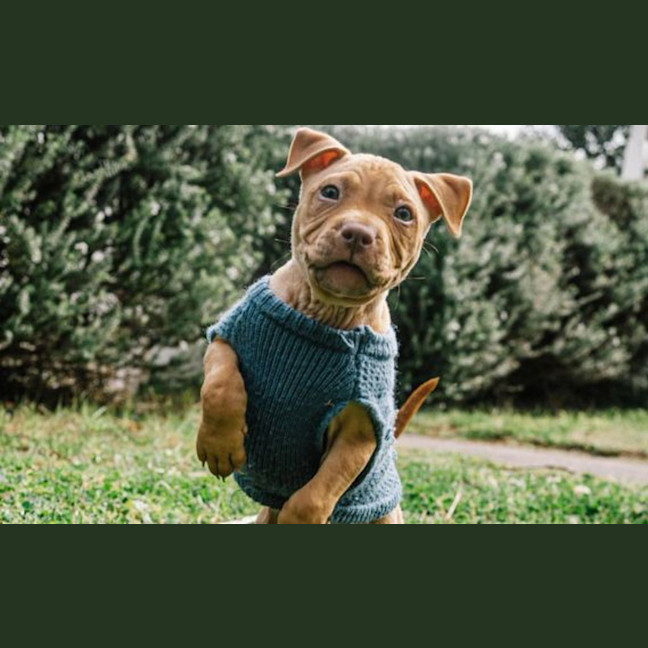 Photo of Nala