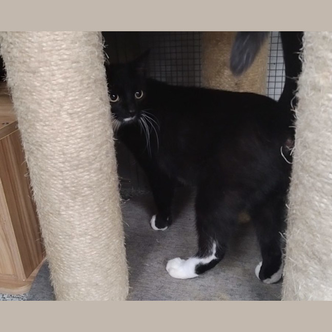 Photo of Chocolate   Now At Pet Quarters Rutherford