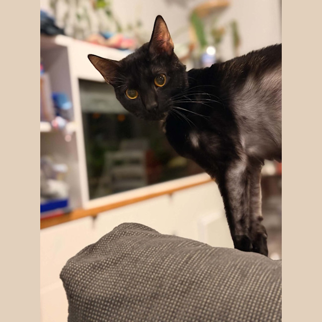 Photo of Ashniko