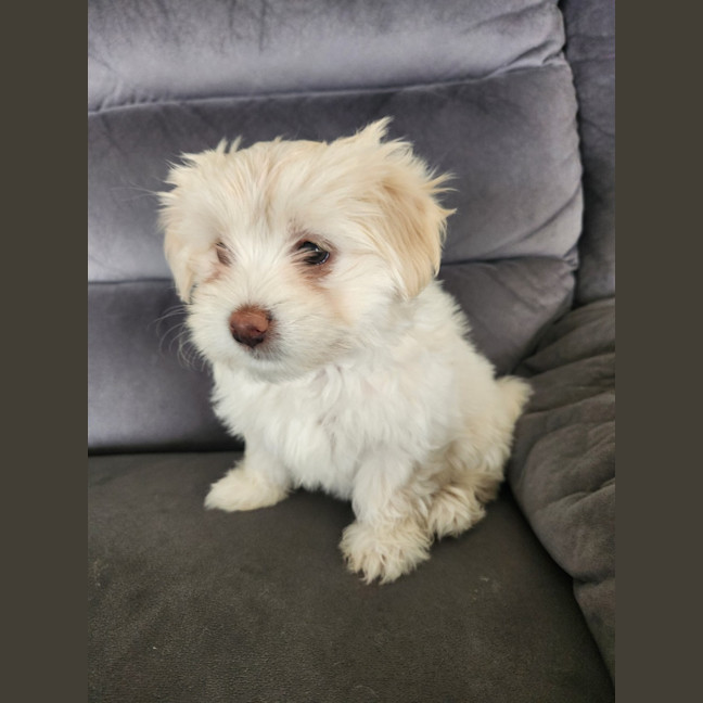Photo of Bon Bon   8 Week Old Shih Tzu X Maltese (Trial)