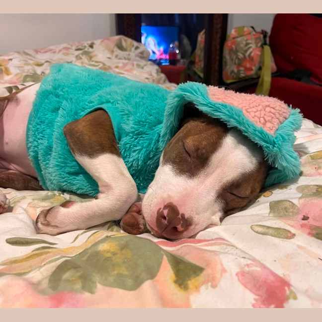 Photo of Josie   4 Month Old American Staffy X