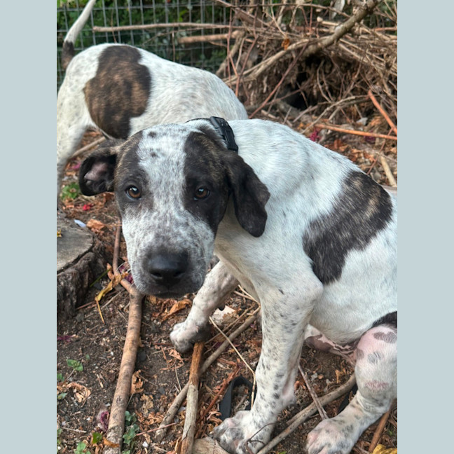 Photo of Greedy Smurf