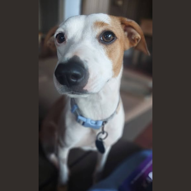 Photo of Tilly