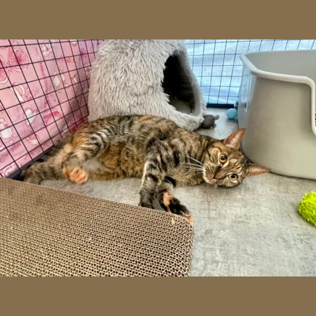 Photo of Nala