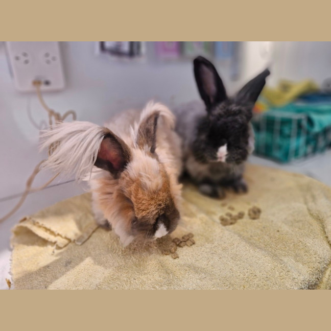 Photo of Biscuit And Bagel