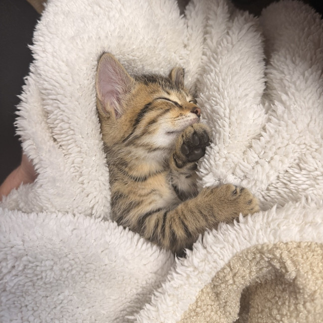 Photo of Milly