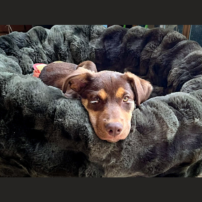 Photo of Phoenix 