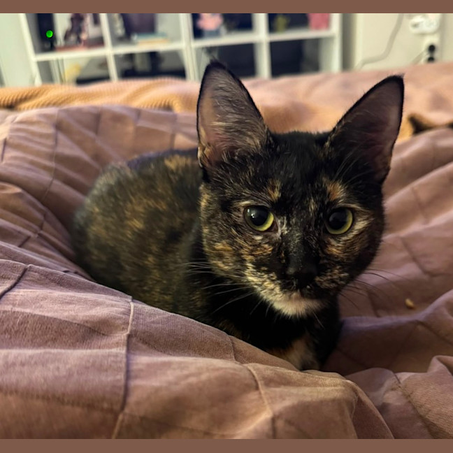 Photo of Shadow