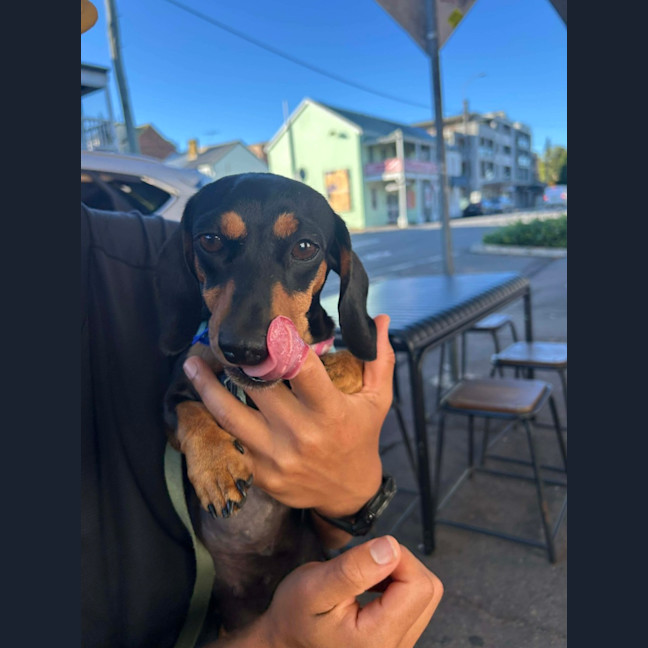 Photo of Eleanor   4 Year Old Dachshund