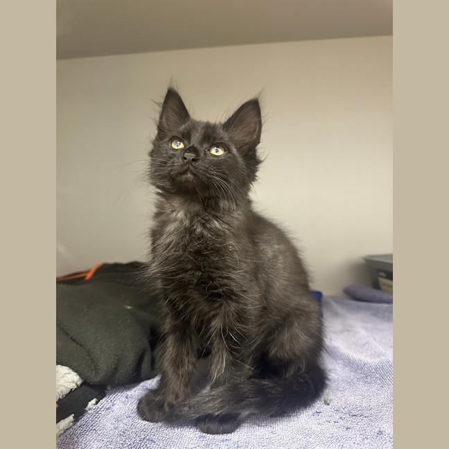 Photo of Boo