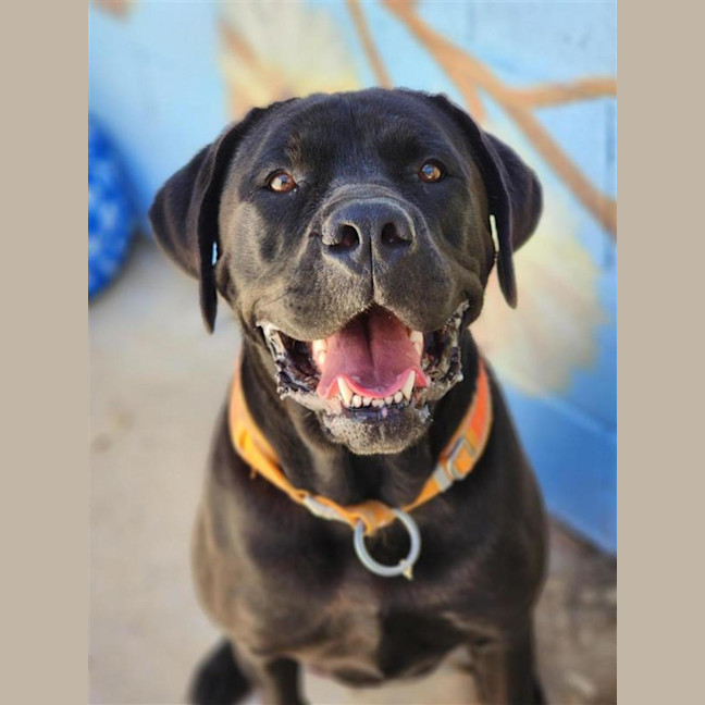 Photo of 🐞 Stevie 6855 🐞