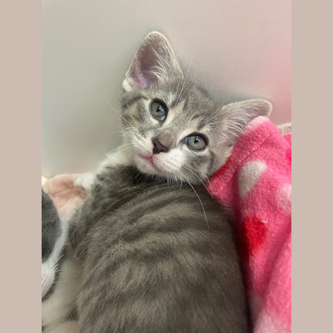 Photo of Pirate And Parrot