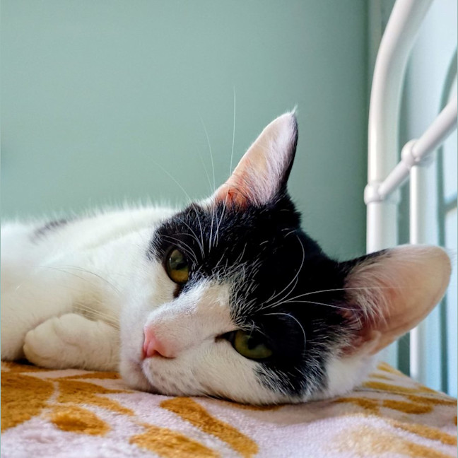 Photo of Roquefort