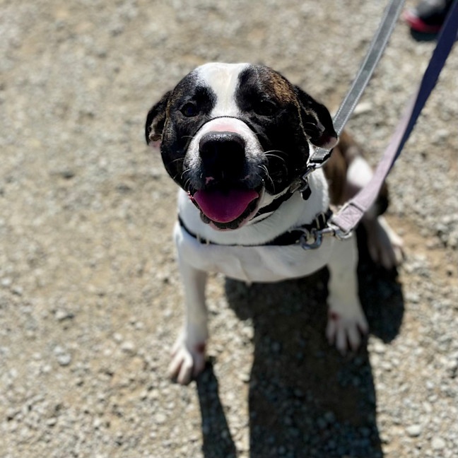 Photo of Zippy