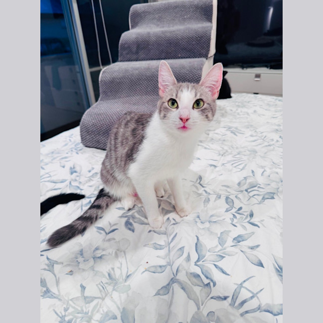 Photo of Pixie 🧚🏻 The Princess 👑 