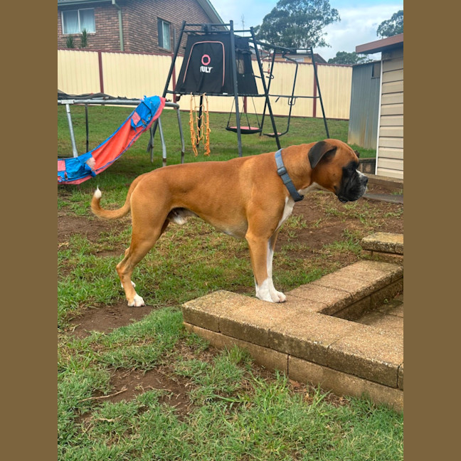 Photo of Barkley