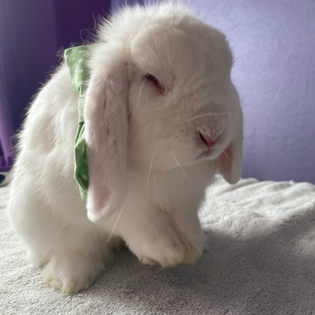 Photo of Atari (W Mopsy)