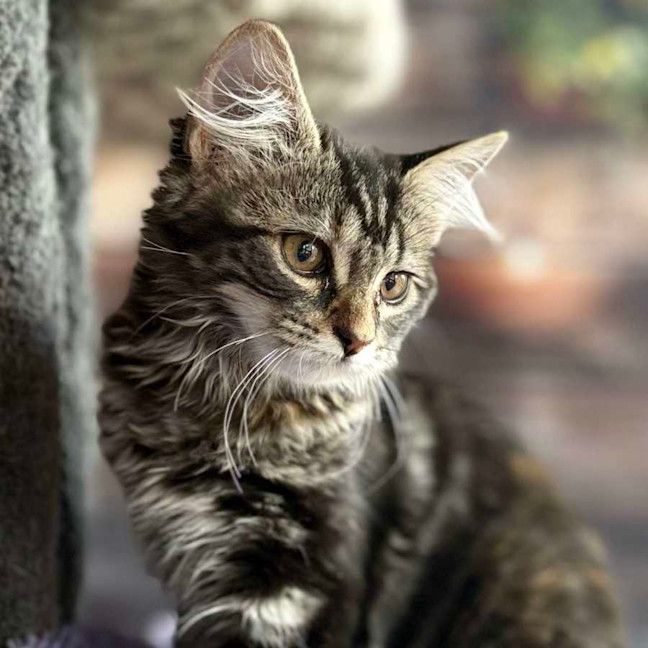 Photo of Jasmine   Located In Bentleigh