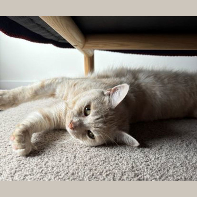 Photo of Mouse