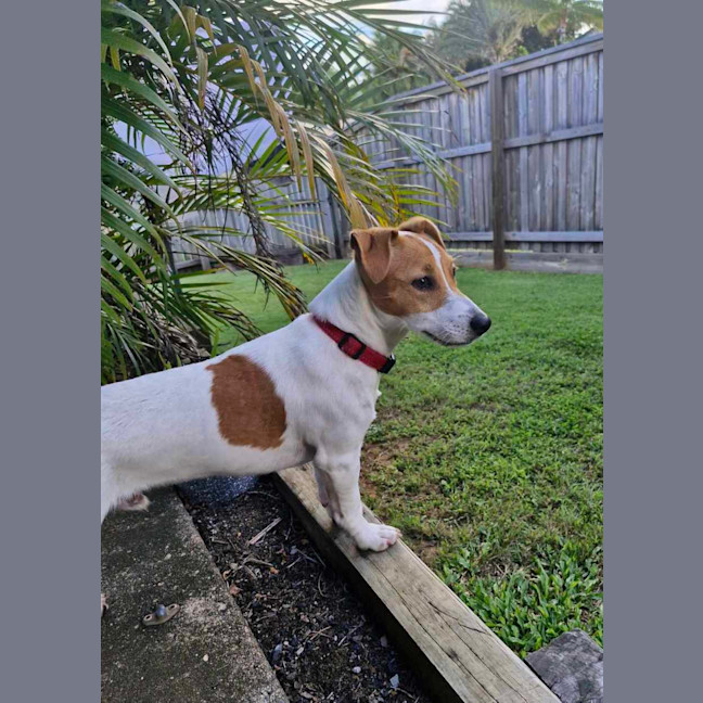 Photo of Milo