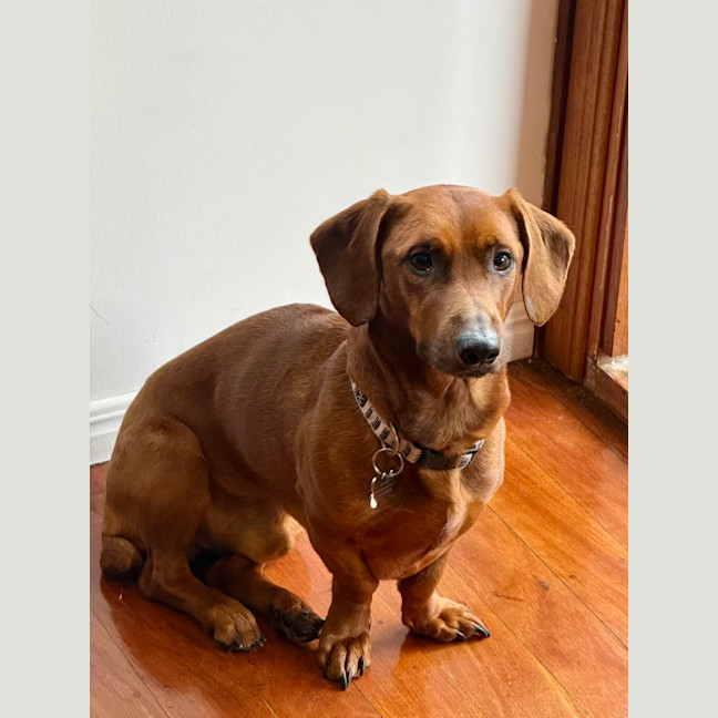 Photo of Rocco