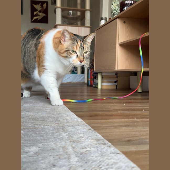 Photo of Flip & Bagel   The Chunky Monkeys