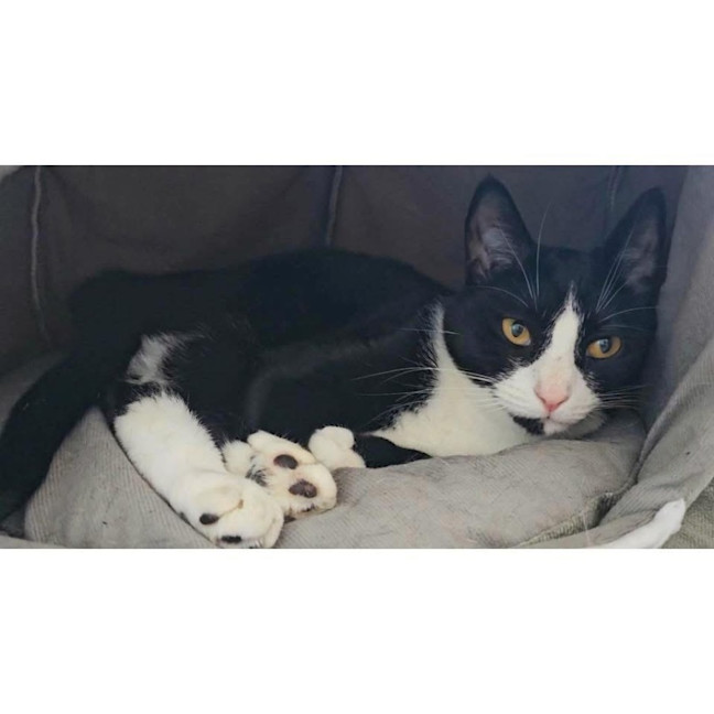 Photo of 10027   Whiskerkins