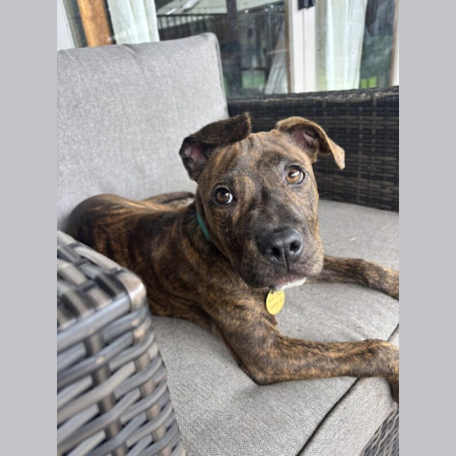 Photo of Foghorn Leghorn