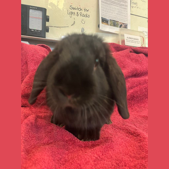 Photo of Strawberry