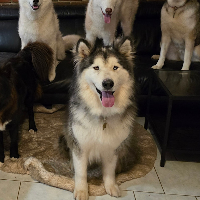 Photo of Maple Bacon