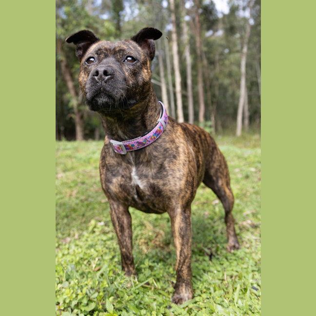 Photo of Daffodil 