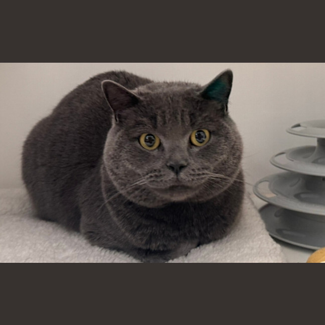 Photo of Romeo
