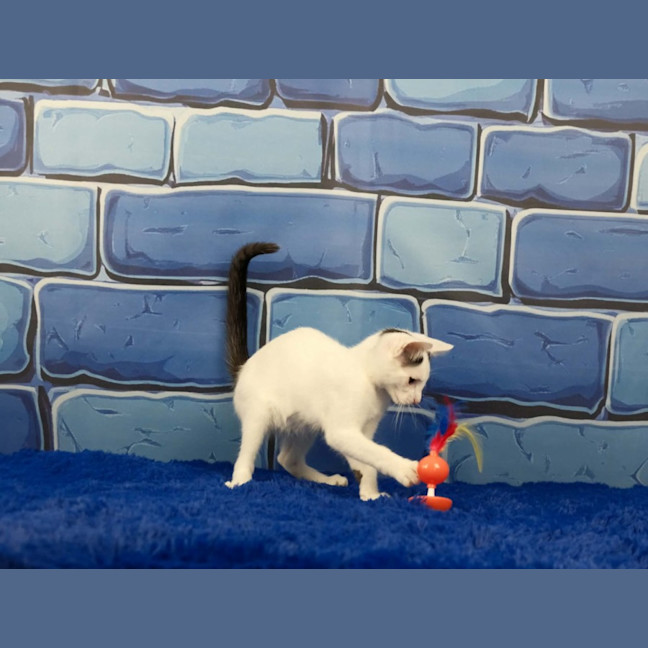 Photo of Dennis The Menace