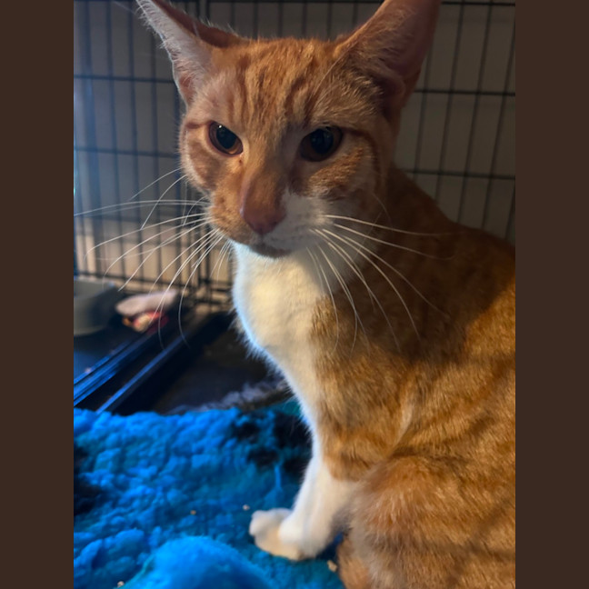 Photo of Ginja Ninja 🥷 