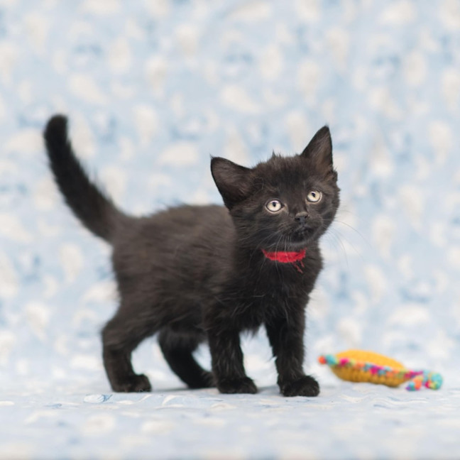 Photo of Lady Violette ** 2nd Chance Cat Rescue**