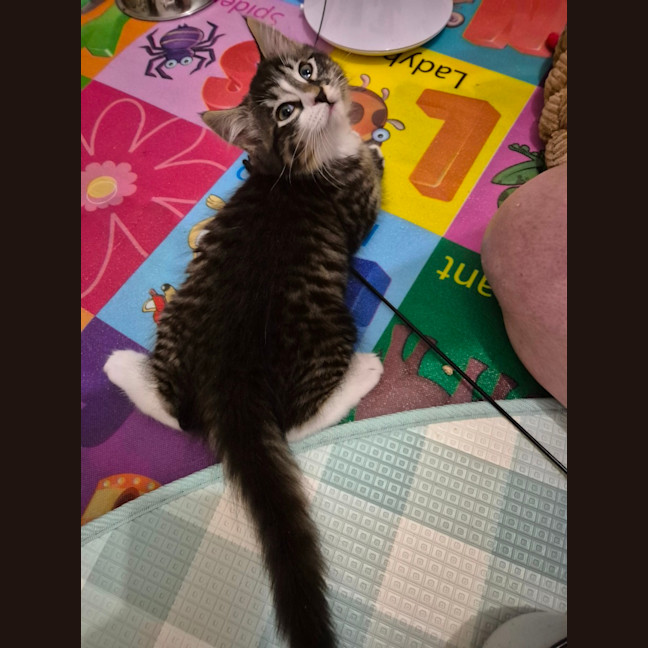 Photo of Casimir 💙