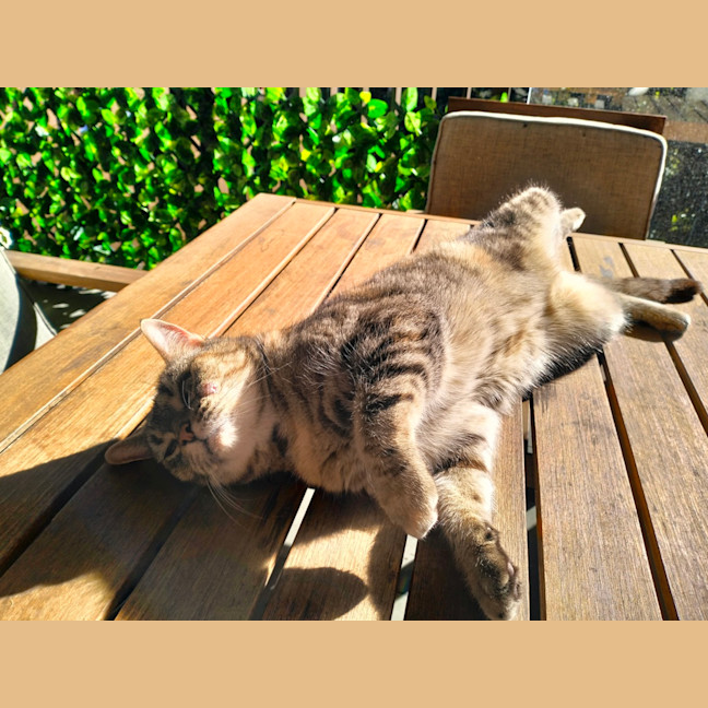 Photo of Bonnie