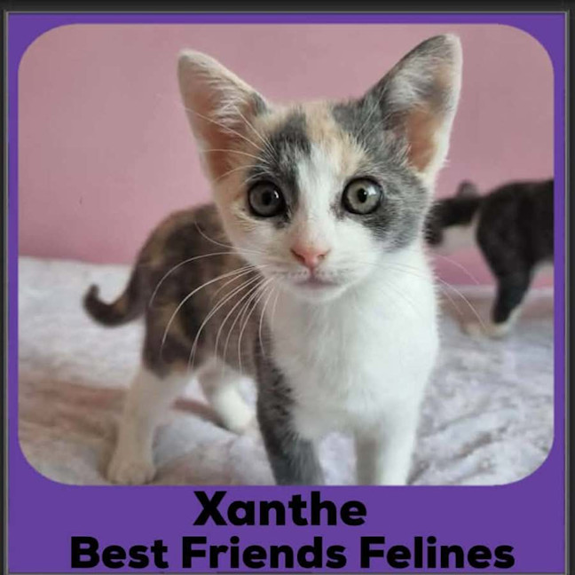 Photo of Xanthe 