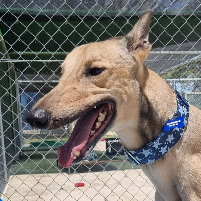 Photo of Oakie The Greyhound