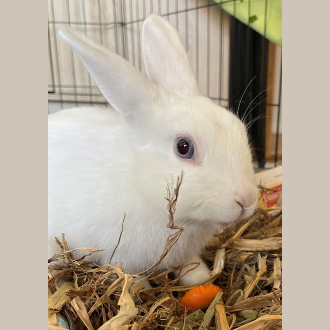 Photo of Snowy