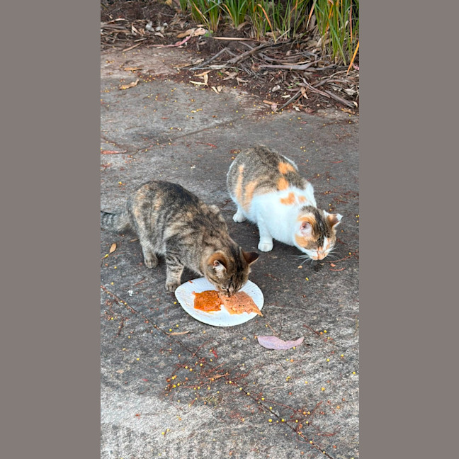 Photo of Daisy & Poppy
