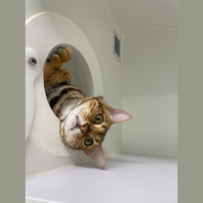 Photo of Snagglepuss