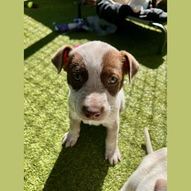 Photo of D1174 Cookie