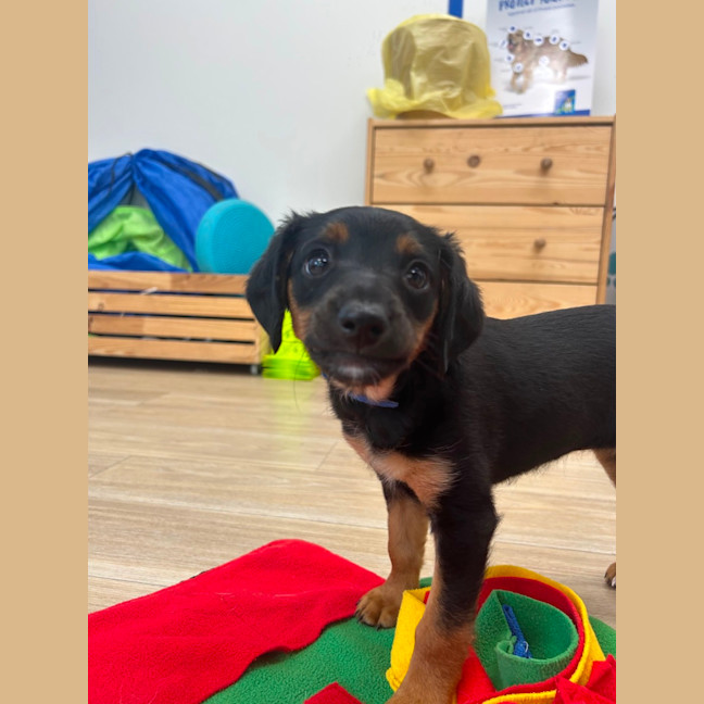 Photo of Dolly
