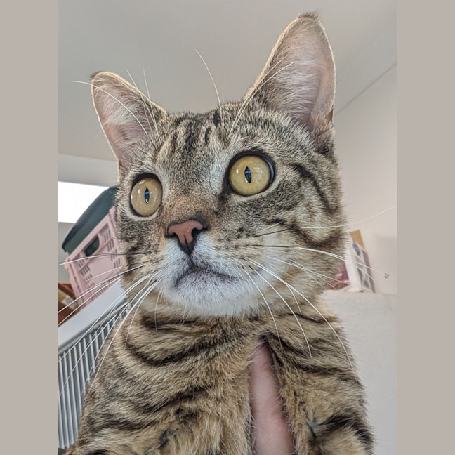 Photo of Little Rippa 