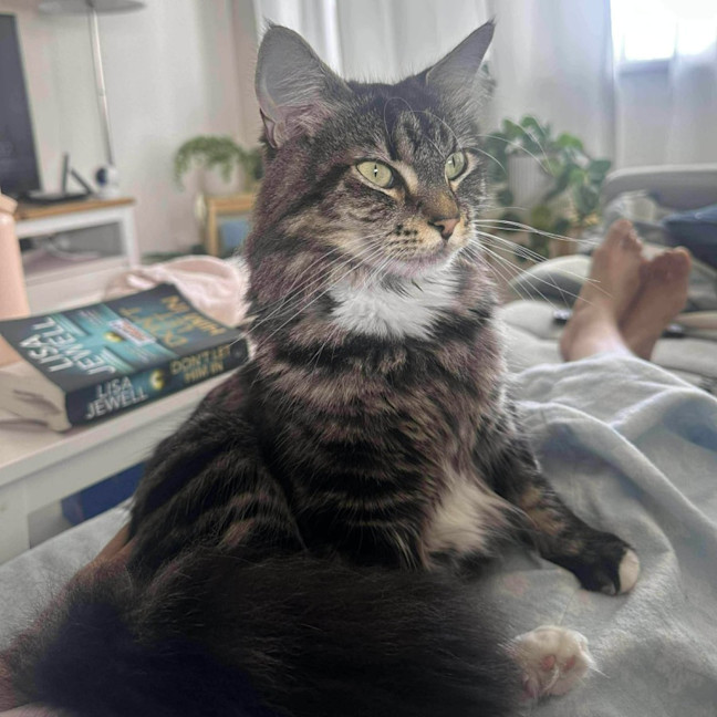 Photo of Pistachio   In Foster Care In Malvern East