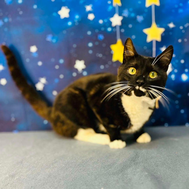 Photo of Flint   Located In Keilor Downs