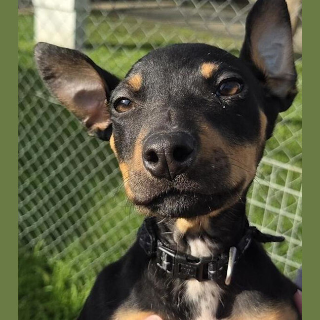 Photo of Tater Tot