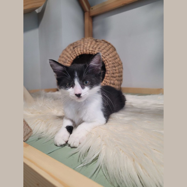 Photo of Winter  Available From 20/1