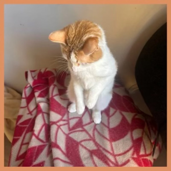 Photo of Marmalade